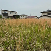 画像253